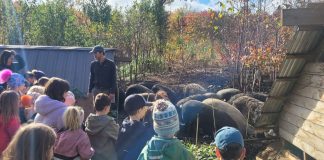 groupe de jeunes élèves au milieu d'un troupeau de cochons