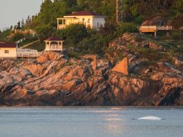 photo du dos d'un béluga à la pointe de l'îlslet à Tadoussac
