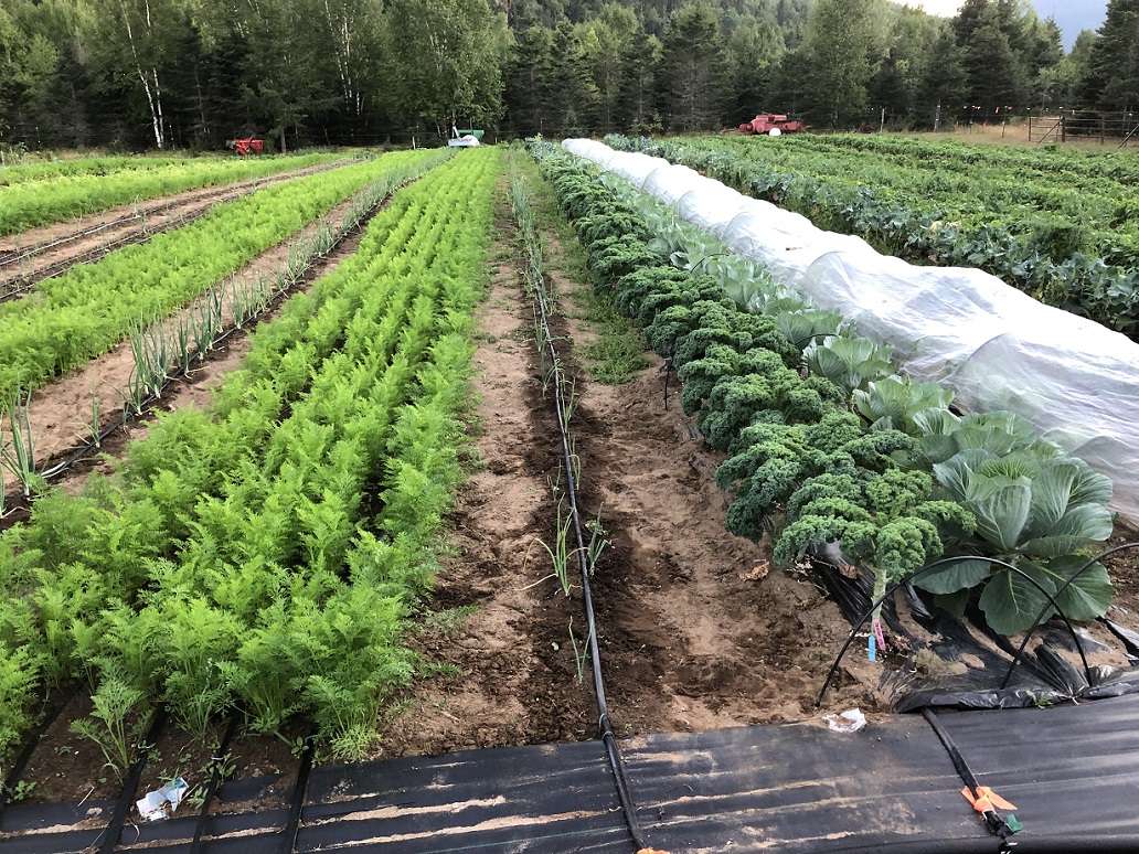 Les champs aux Jardin de Périgny à L'Anse-Saint-Jean