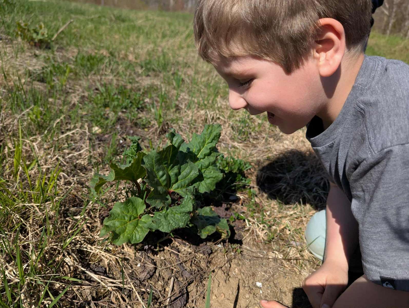 un jeune garçon déguste une plante dans un champs à ivière-Éternité