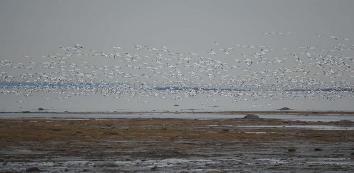 Des oies blanches se rassemblent avant la grande migration