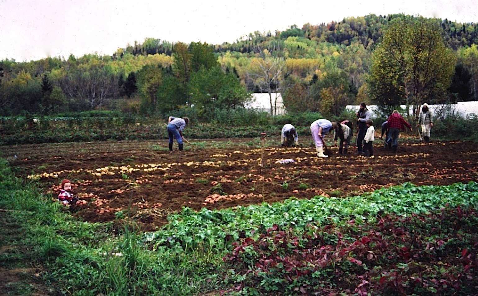 Un groupe de personnes récolte les patates du jardin communautaire.