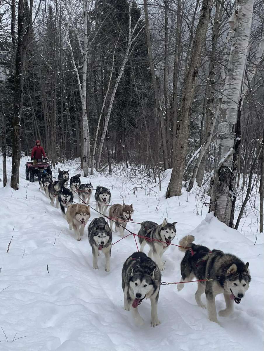 L'entrainement des chiens commence en 4 roues