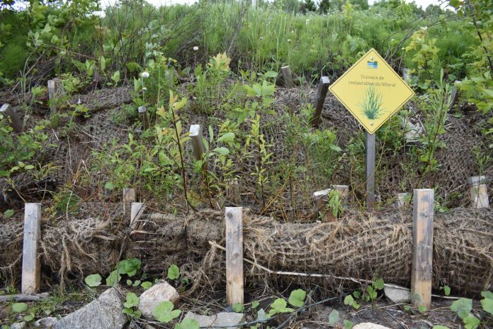 Un projet de revégétalisation des berges grâce à un partenariat avec la ZIP Saguenay-Charlevoix se réalise à L'Anse-Saint-Jean