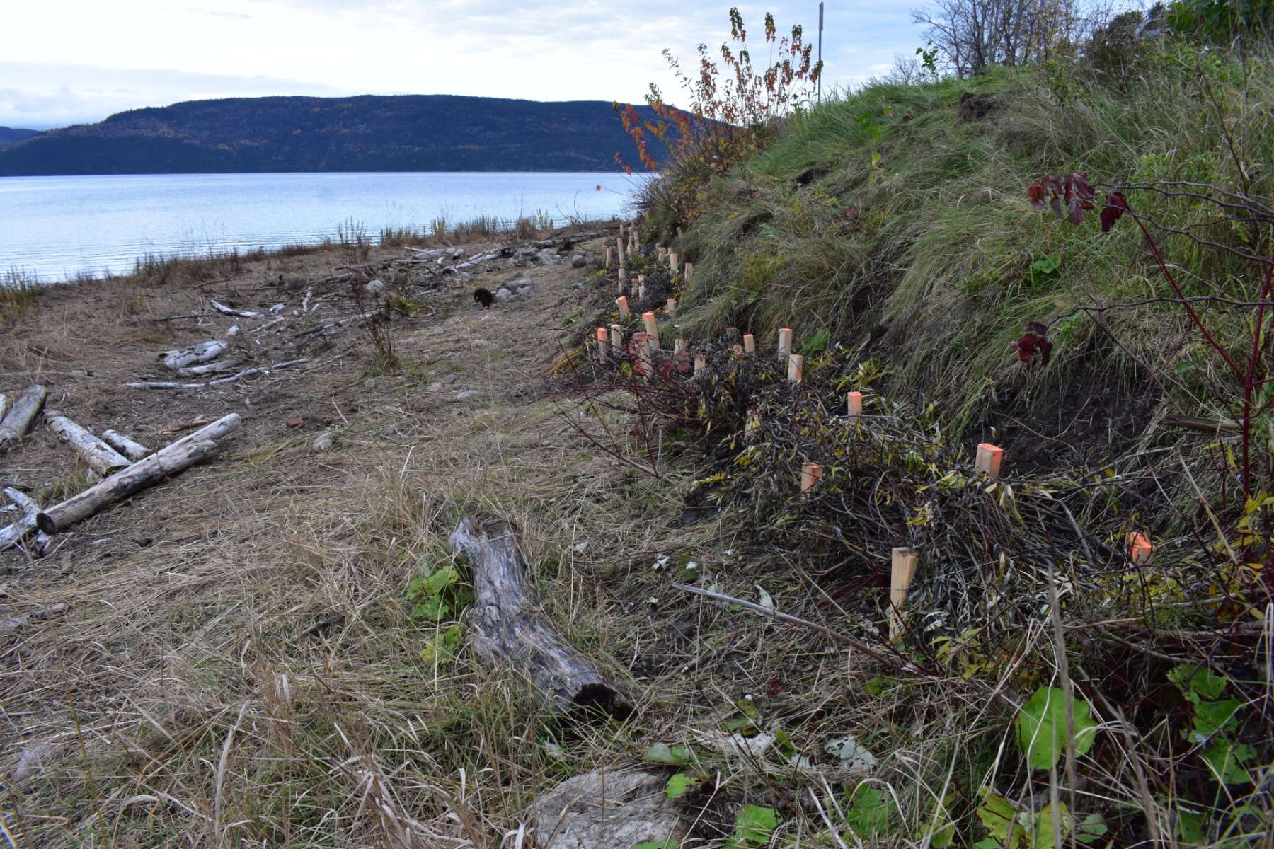 des rouleaux de végétaux installés sur le bord du fjorddu saguenay sont très efficaces pour contrer l'érosion