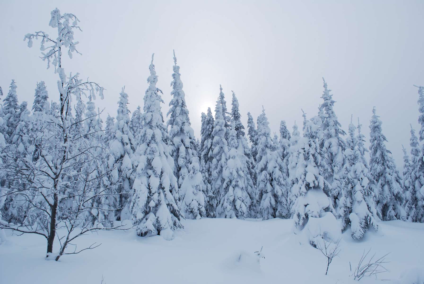 Forêt enneigée du Saguenay