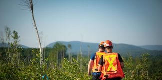 Travailleurs forestiers en action