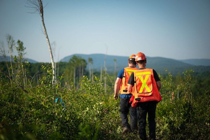 Travailleurs forestiers en action