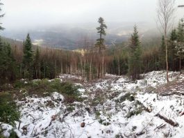Une forêt partiellement bûchée sous la neige