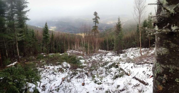 Une forêt partiellement bûchée sous la neige
